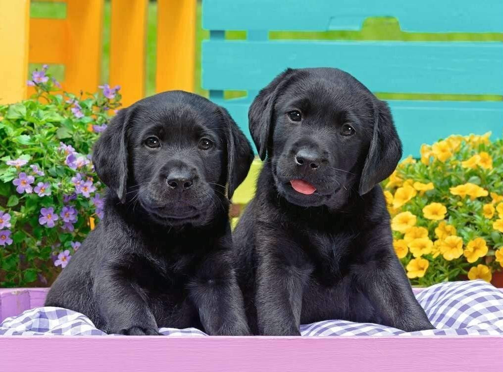 Ravensburger: Puppy Life Puzzle 300 Pieces