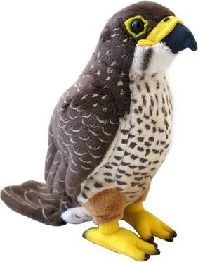 NZ Falcon Sound Bird