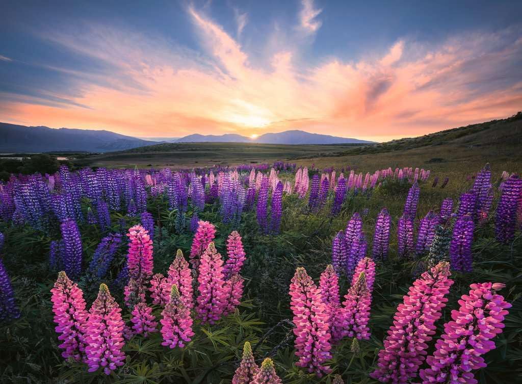 Ravensburger Lupines Puzzle - 500 Piece