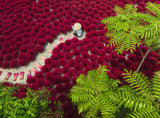 Ravensburger: A Sea of Red Puzzle - 500 Piece