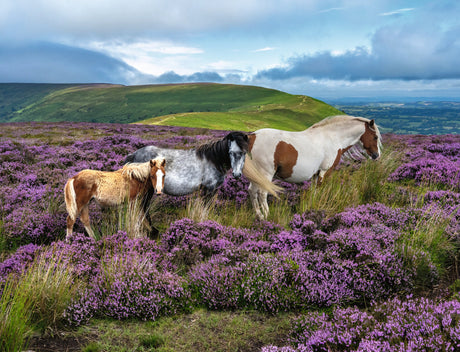 Ravensburger: Wild Horses in the Heather Puzzle - 2000 Piece