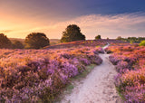 Ravensburger: Pink Pathway Puzzle - 1000 Piece