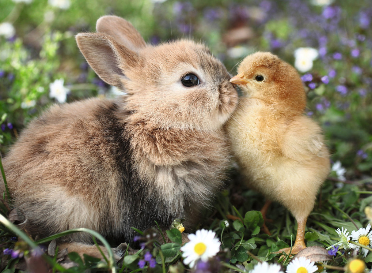 Ravensburger: Rabbit and Chick Puzzle - 500 Piece