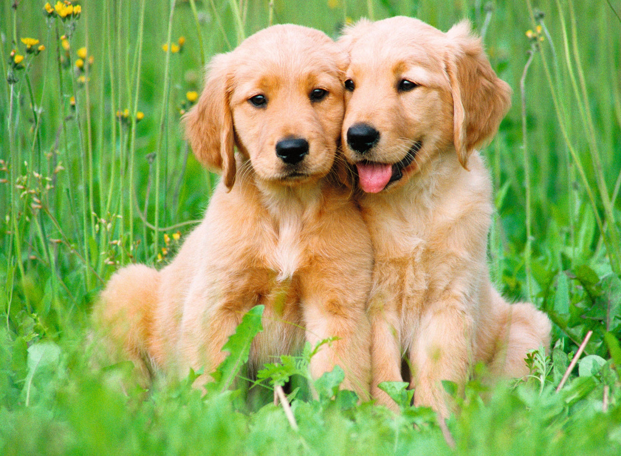 Ravensburger: The Golden Retriever Brothers Puzzle - 500 Piece