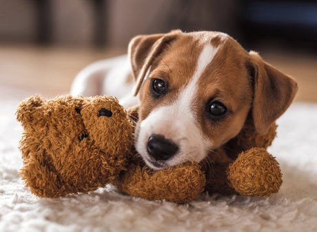 Ravensburger: Cuddle Buddies Puzzle - 500 Piece