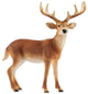 Schleich - White-tailed buck