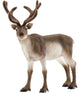 Schleich - Reindeer