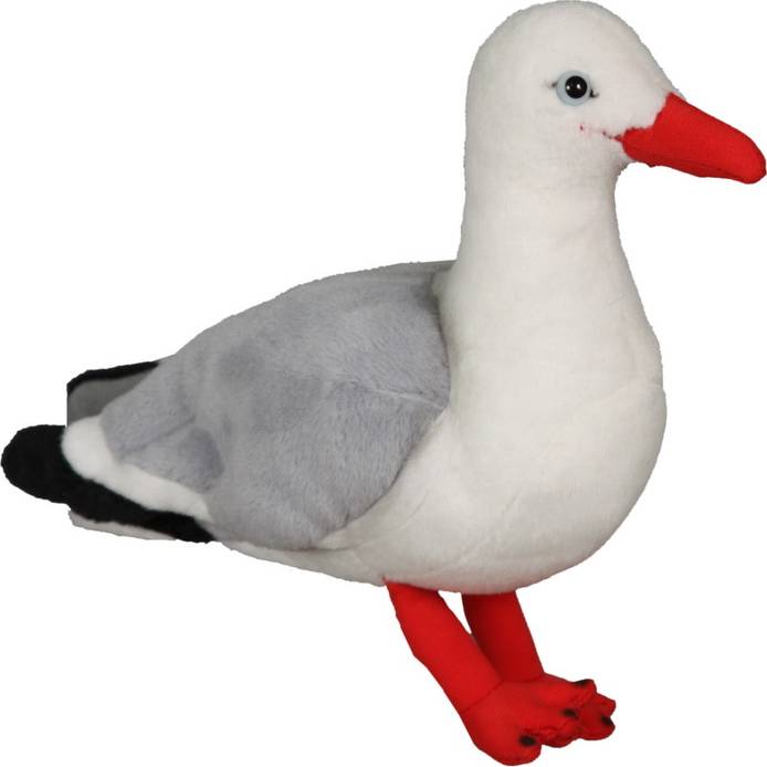 Red Billed Gull Sound