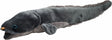 Long Finned Eel Plush