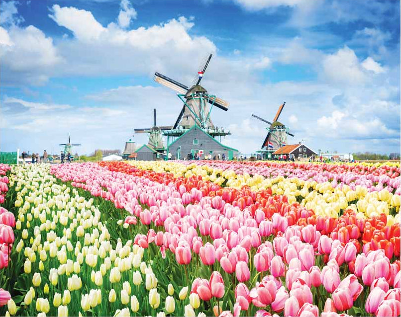 Mindbogglers: 1000pc Jigsaw Puzzle - Dutch Windmills, Holland, Netherlands