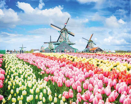 Mindbogglers: 1000pc Jigsaw Puzzle - Dutch Windmills, Holland, Netherlands