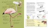 Omnibird