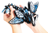 Turtle Creations: Baby Butterfly Dragon - Blue Monarch / Small Baby