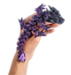 Turtle Creations: Baby Rose Dragon - Black & Purple / Small Baby